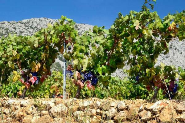 Perla Hvar Aparthotel Ivan Dolac Ngoại thất bức ảnh